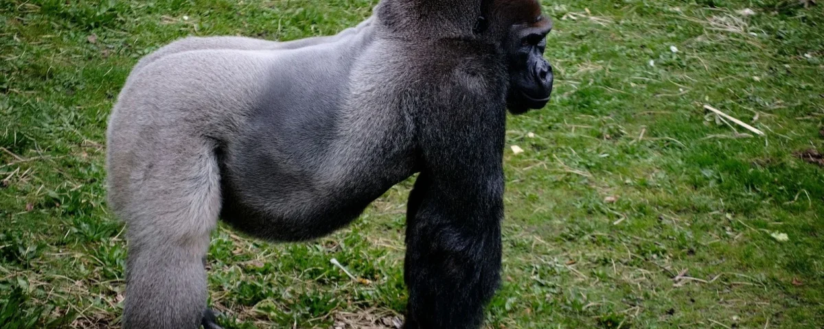 How Hard Is the Gorilla Trek in Rwanda