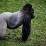How Hard Is the Gorilla Trek in Rwanda