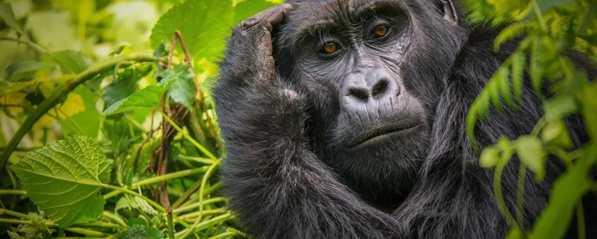 Is It Better to See Gorillas in Uganda and Rwanda?