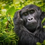 Is It Better to See Gorillas in Uganda and Rwanda?