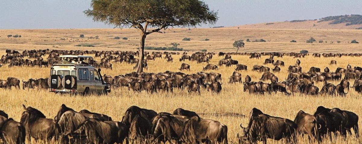 How Fit Do I Need to Be for a Wildebeest Migration Safari?