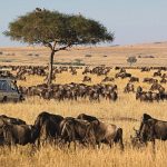 How Fit Do I Need to Be for a Wildebeest Migration Safari?