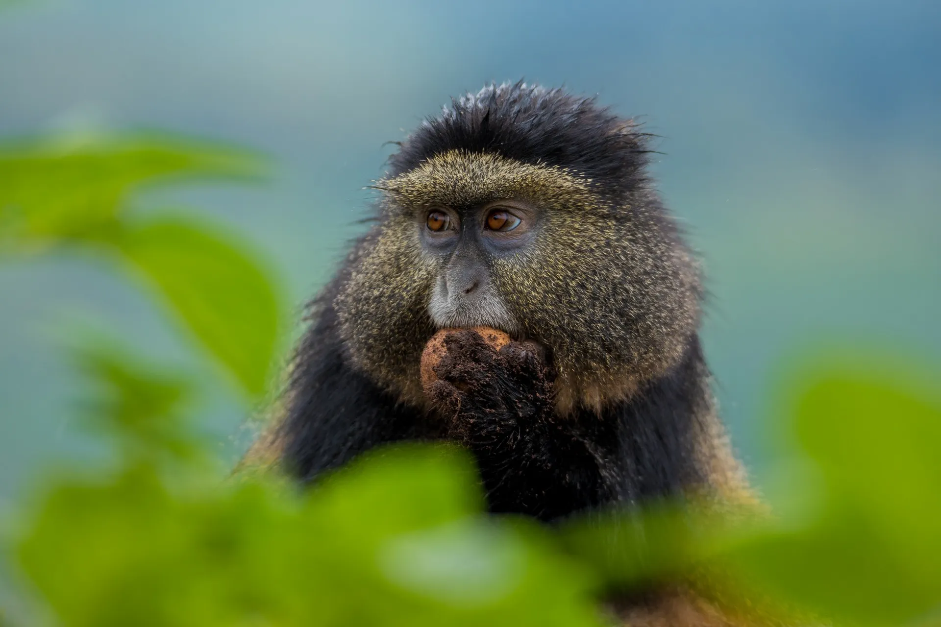 Golden Monkey Tracking in Rwanda