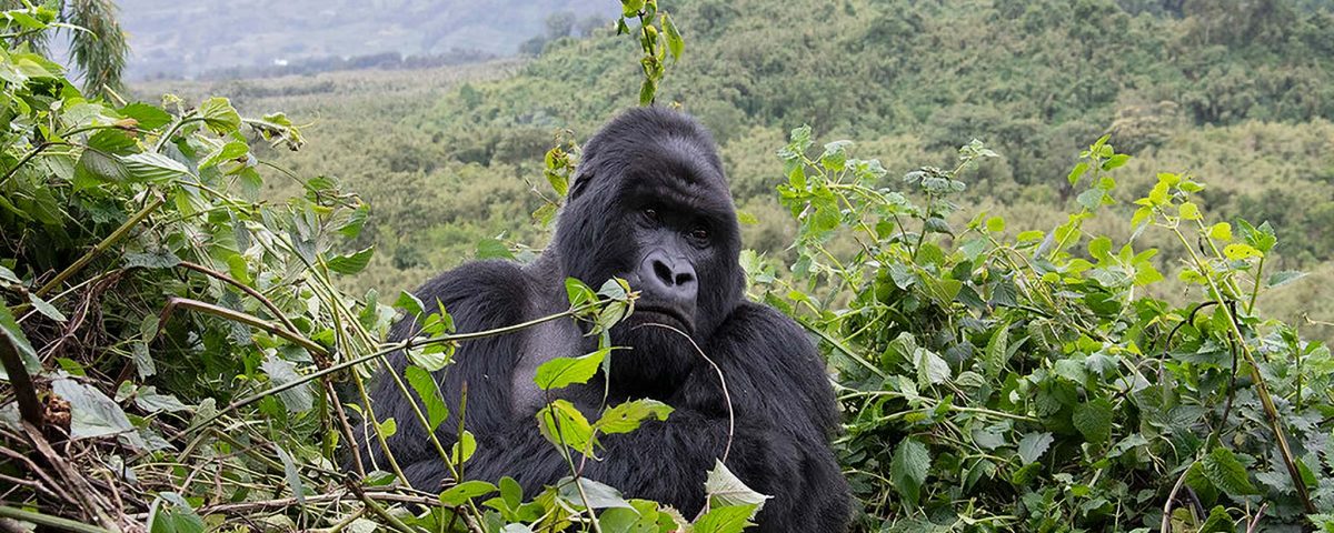 How Much Does It Cost to Go Gorilla Trekking in Uganda?