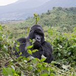 How Much Does It Cost to Go Gorilla Trekking in Uganda?