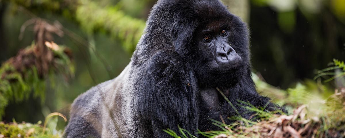 Which Month Is Best for Gorilla Trekking in Uganda?