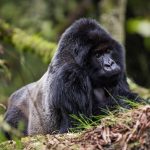 Which Month Is Best for Gorilla Trekking in Uganda?