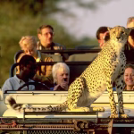Which East African Country Has the Best Safari