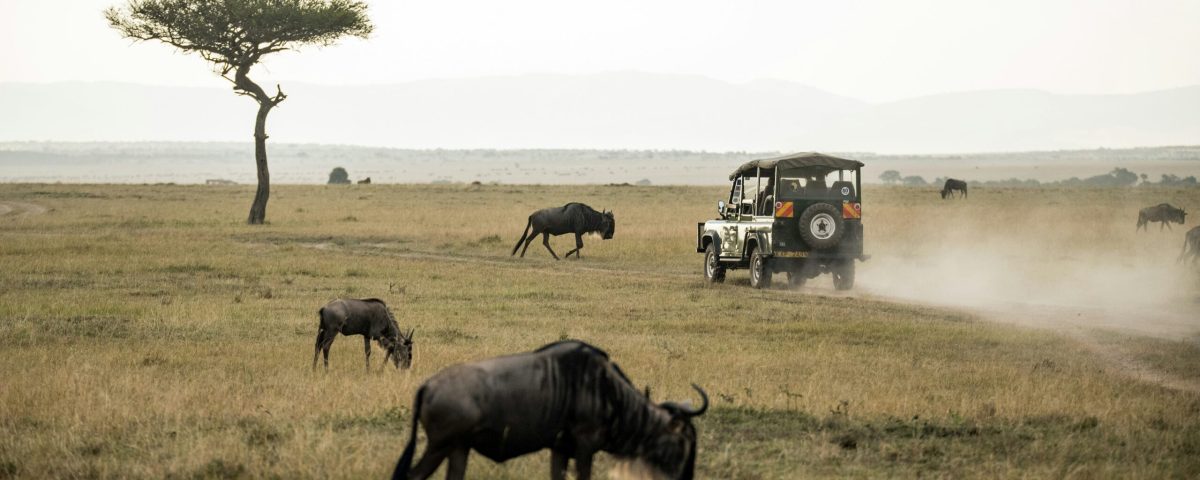 How Should I Book a Wildebeest Migration Safari?
