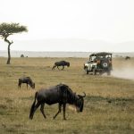 How Should I Book a Wildebeest Migration Safari?