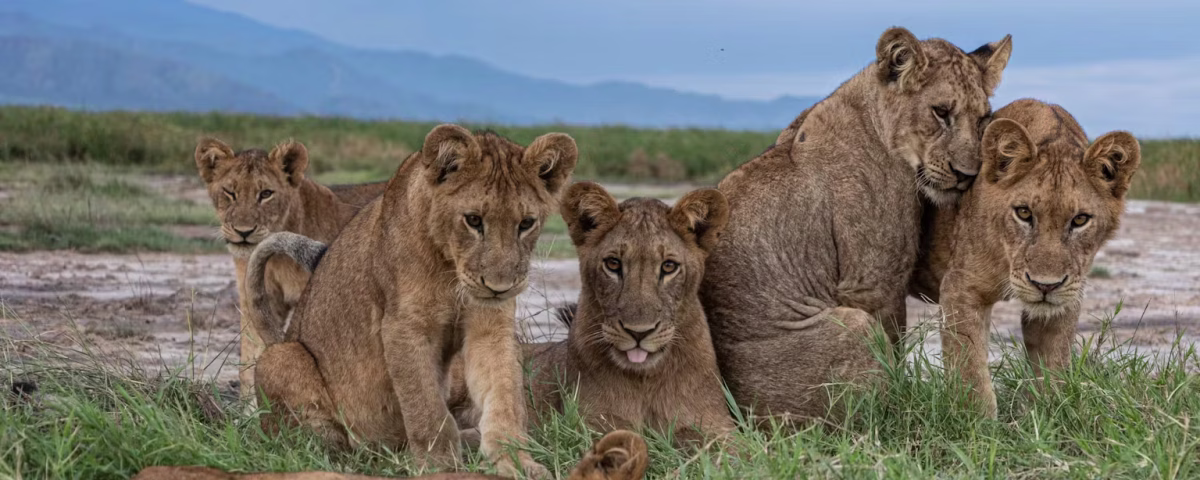 Can I Combine Culture with Wildlife?