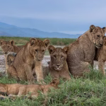 Can I Combine Culture with Wildlife?