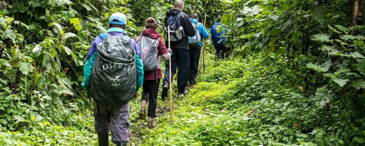How Difficult Is Gorilla Trekking in Uganda?