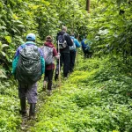 How Difficult Is Gorilla Trekking in Uganda?
