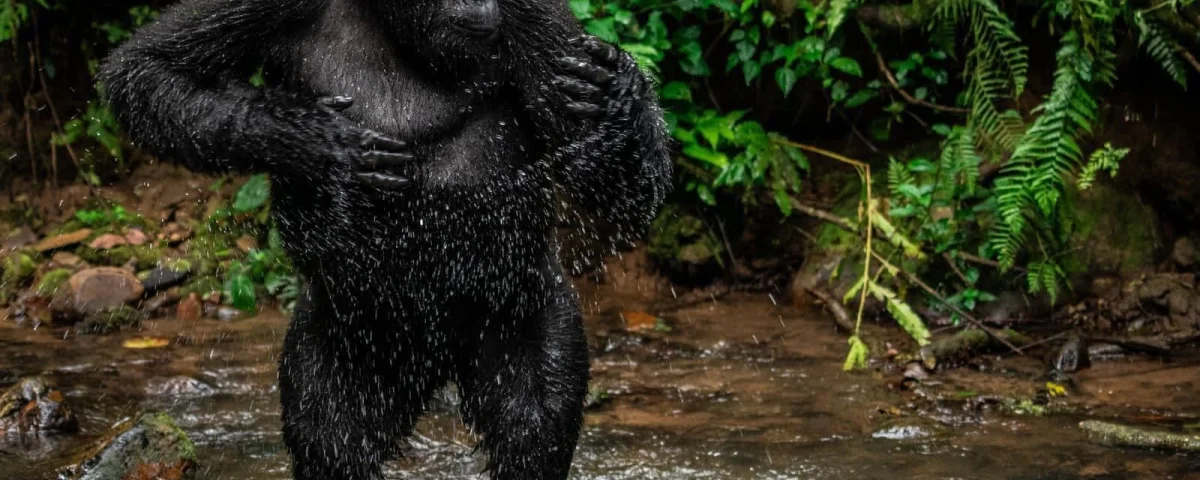 Why Is Gorilla Trekking So Expensive?