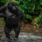 Why Is Gorilla Trekking So Expensive?