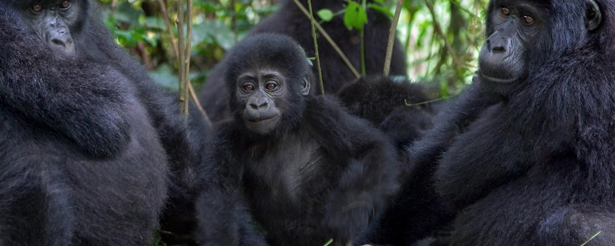 What Permits Do I Need for Gorilla Trekking in Uganda?