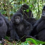 What Permits Do I Need for Gorilla Trekking in Uganda?