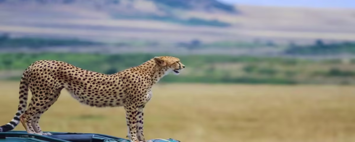 How Much Does It Cost for a Masai Mara Trip?