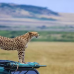 How Much Does It Cost for a Masai Mara Trip?