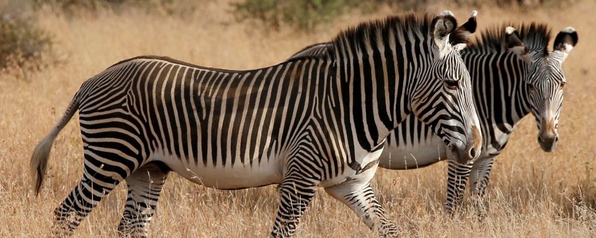 Why Not Wear White on Safari?