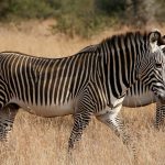 Why Not Wear White on Safari?