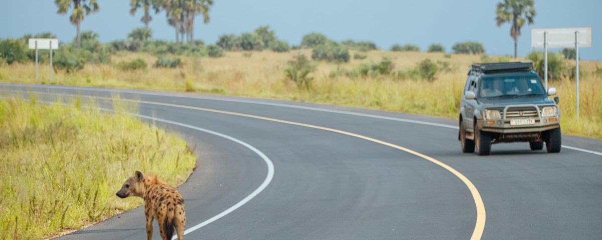 Can I Do a Budget Safari in Uganda?