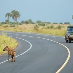 Can I Do a Budget Safari in Uganda?