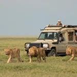 How Much Is a 3 Day Safari in Serengeti?