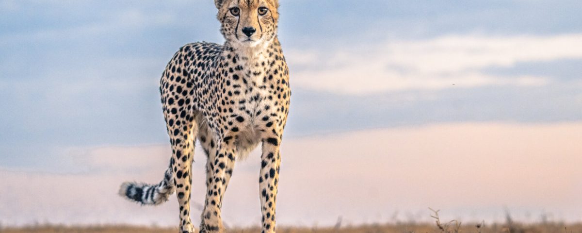 Can I Combine a Uganda Safari with Other Destinations?