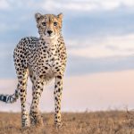 Can I Combine a Uganda Safari with Other Destinations?