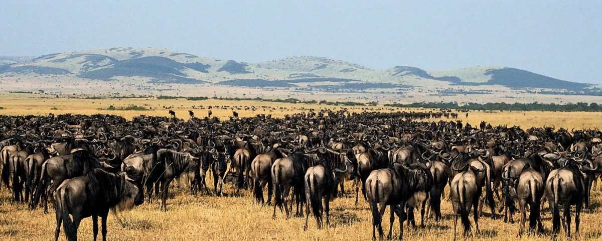 Is Kenya or Tanzania Better for Safari?