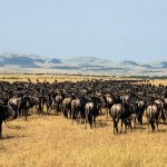 Is Kenya or Tanzania Better for Safari?