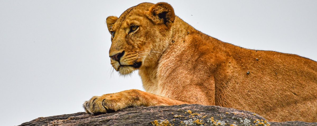 What Wildlife Can I See in Uganda's National Parks?