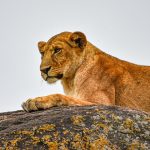 What Wildlife Can I See in Uganda's National Parks?