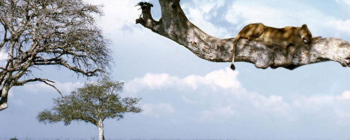 What Are the Best Uganda Safari Destinations?