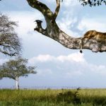 What Are the Best Uganda Safari Destinations?