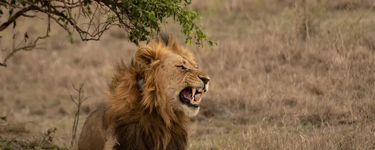 Which Game Park in Uganda Has Lions?