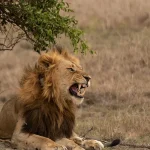Which Game Park in Uganda Has Lions?