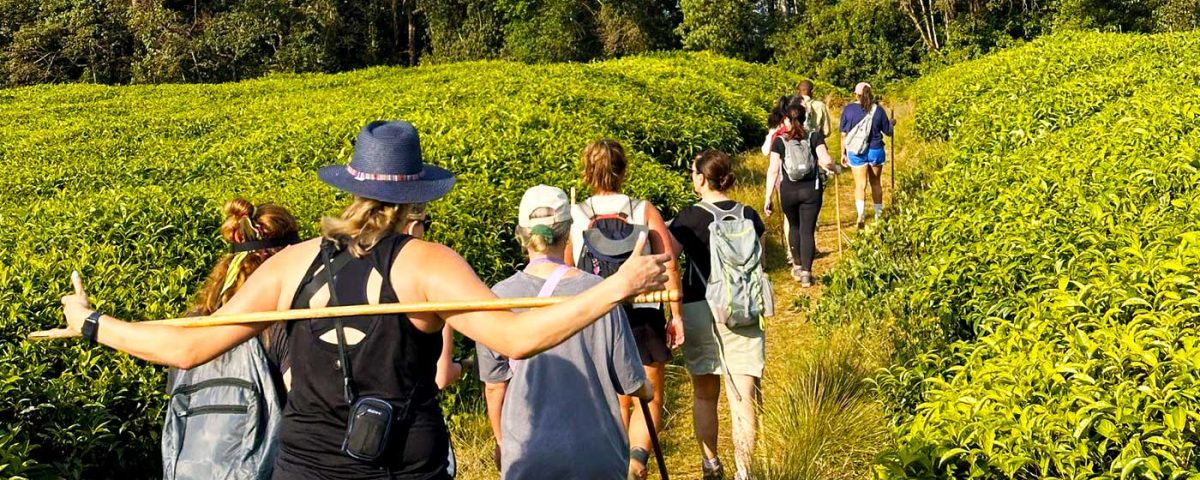 When Is the Best Time for a Cultural Safari?