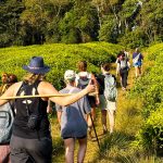 When Is the Best Time for a Cultural Safari?