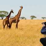What Are the Rules for Safari in Tanzania?
