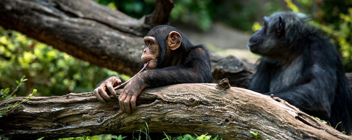 What’s the Best Time to Visit Uganda for Wildlife Viewing?
