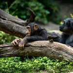 What’s the Best Time to Visit Uganda for Wildlife Viewing?