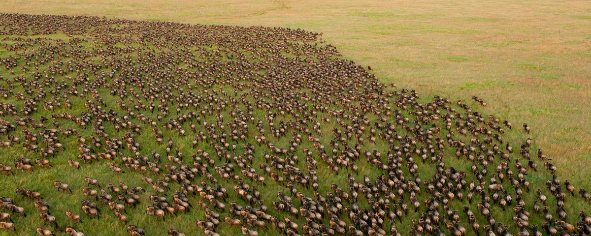 How Many Days Is Enough for Serengeti?