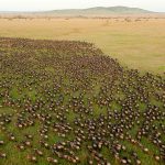 How Many Days Is Enough for Serengeti?