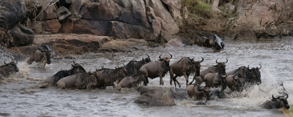 What Is the Cheapest Way to Visit Serengeti?