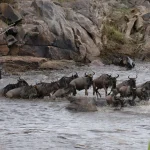 What Is the Cheapest Way to Visit Serengeti?