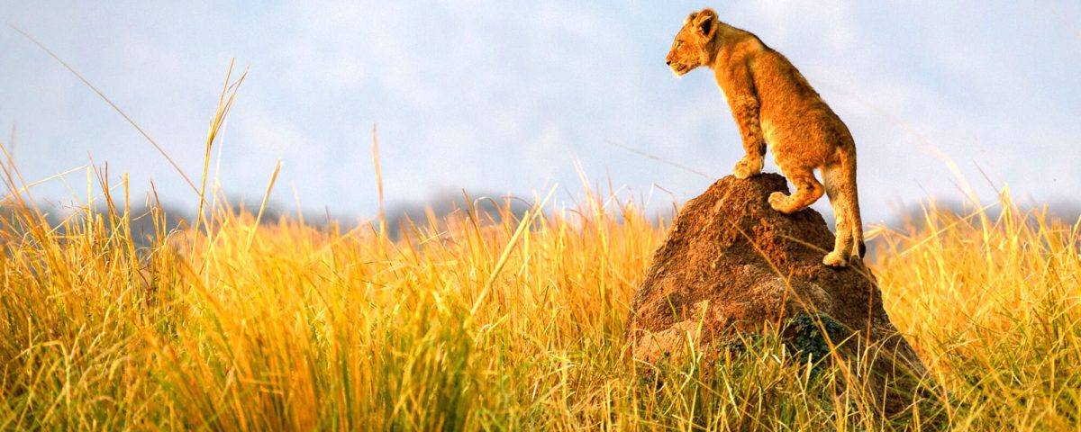 What Is the Best Month to Go on an African Safari?