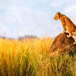 What Is the Best Month to Go on an African Safari?